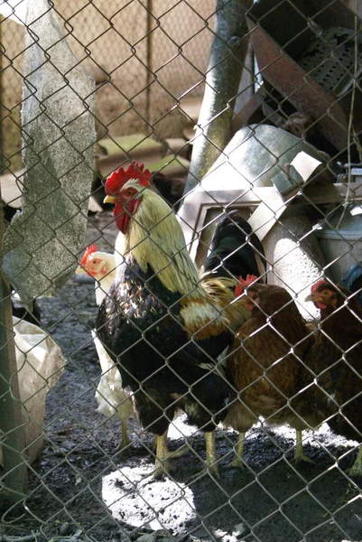 Pollos Gallos Una Jaula —  Fotos de Stock