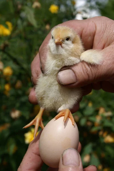 Pollo Pequeño Manos Humanas — Foto de Stock