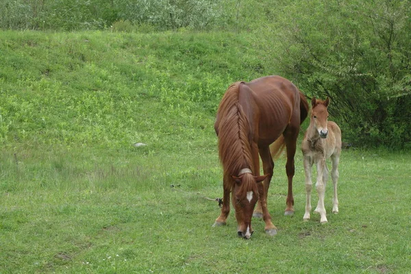 Cavalos Cárpatos Montanhas Dos Cárpatos Transcarpatias — Fotografia de Stock