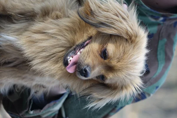 Raça Cão Spitz Pomeranian — Fotografia de Stock