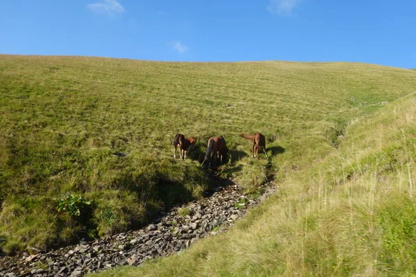 Коровы Поле Горах — стоковое фото