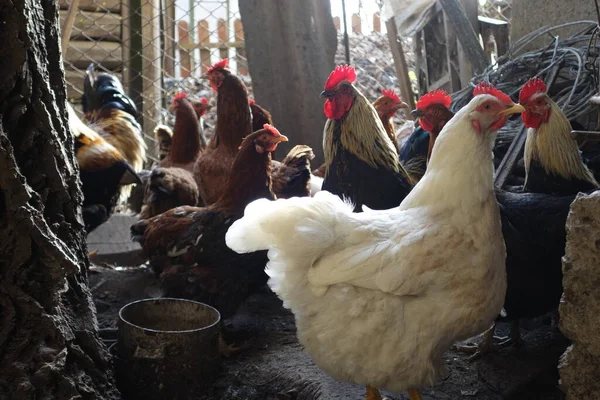 Bahçede Dolaşan Tavuklar Horozlar — Stok fotoğraf