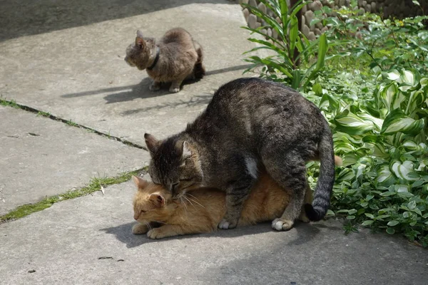 Two Having Love Cats — Stock Photo, Image