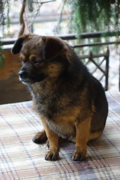 古い茶色の犬 クローズアップ — ストック写真