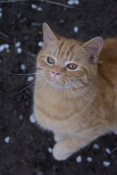可愛い赤猫のクローズアップ — ストック写真