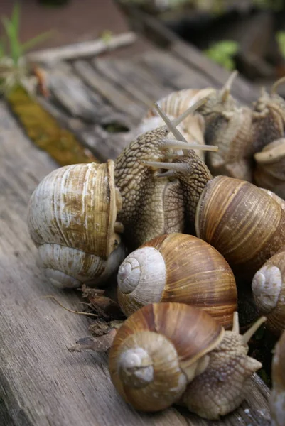 Colonie Escargots — Photo