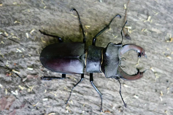 European Beetle Transcarpathia Close View — Stock Photo, Image