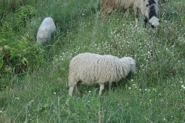 羊は草を放牧する 横紋筋症 — ストック写真