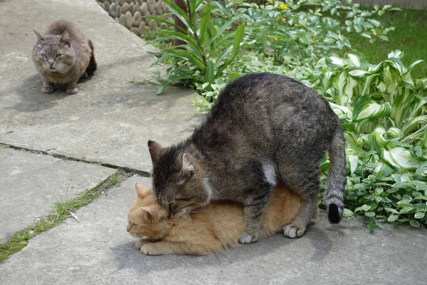 Dva Milující Kočky — Stock fotografie
