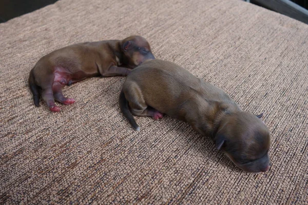 Kleine Hunde Nahsicht — Stockfoto