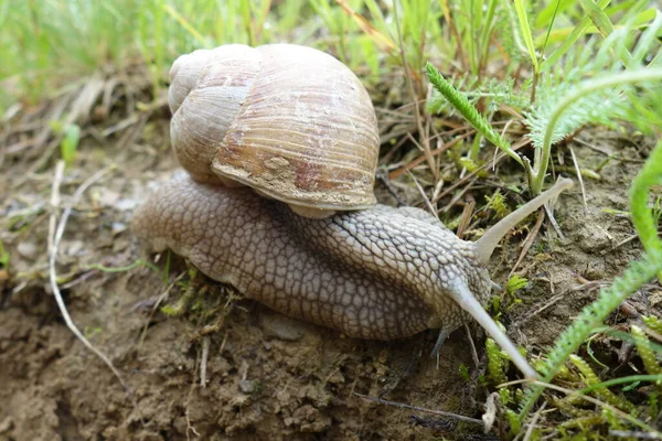 草の上の庭のカタツムリ — ストック写真