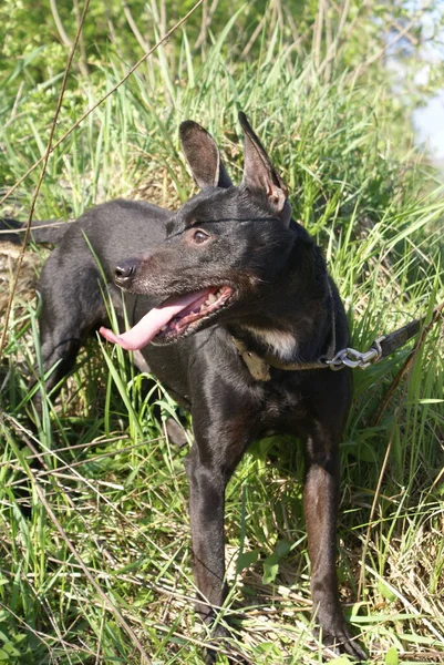 Cão Preto Vista Perto — Fotografia de Stock