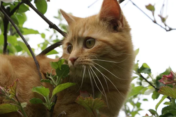 Vista Ravvicinata Del Simpatico Gatto Dalla Testa Rossa — Foto Stock