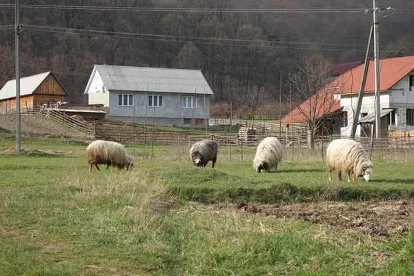Ovce Pasou Zelenou Trávu Zakarpatie — Stock fotografie