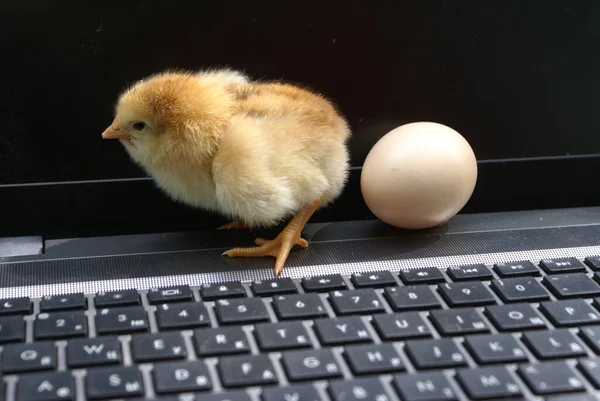 Pintainho Sentado Teclado — Fotografia de Stock