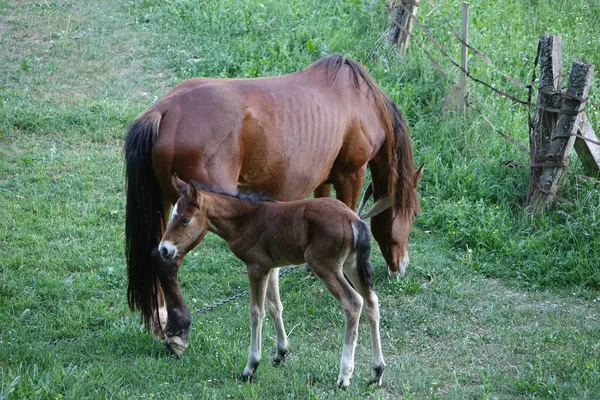 Cavalos Cárpatos Montanhas Dos Cárpatos Transcarpatias — Fotografia de Stock