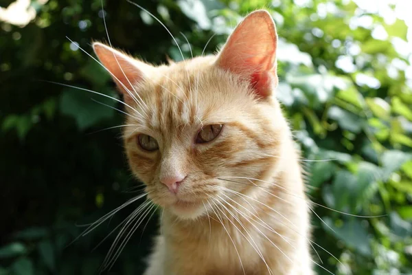 Κοντινή Προβολή Χαριτωμένης Κοκκινομάλλας Γάτας — Φωτογραφία Αρχείου