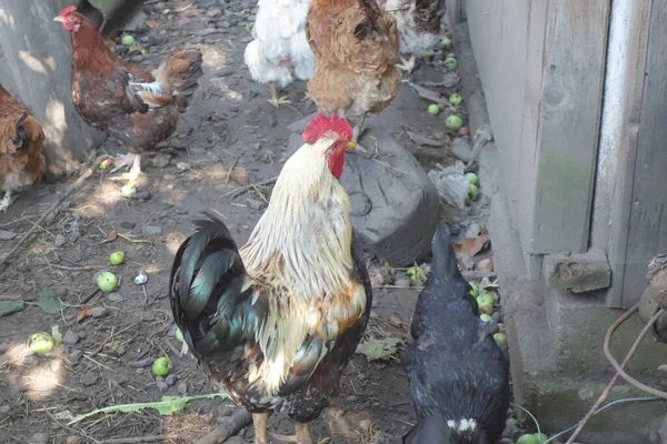 Gallinas Gallos Vista Cerca —  Fotos de Stock