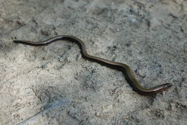 Snake Ground — Stock Photo, Image