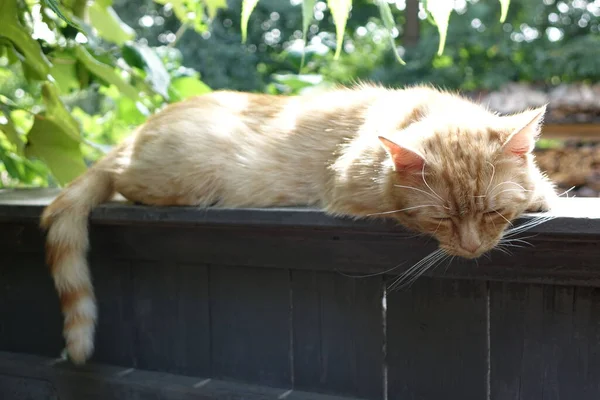 Vista Cerca Lindo Gato Pelirrojo — Foto de Stock