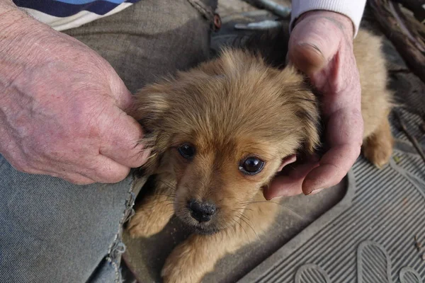 Cão Homem Pequeno Abrigo — Fotografia de Stock