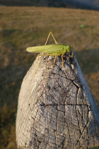 Buste Acridien Vue Rapprochée — Photo