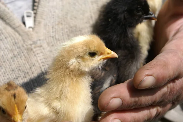 Small chicken in human hands