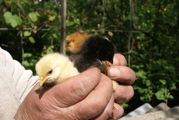 Frango Pequeno Mãos Humanas — Fotografia de Stock