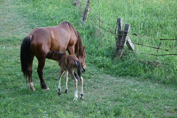 Cavalos Cárpatos Montanhas Dos Cárpatos Transcarpatias — Fotografia de Stock