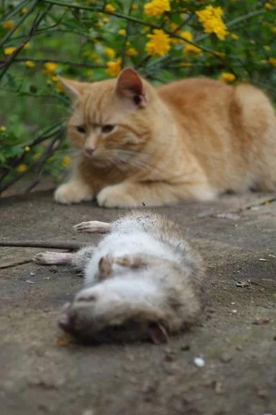 Die Katze Fing Die Ratte — Stockfoto