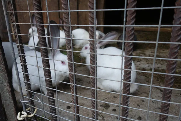 Lapins Domestiques Vue Rapprochée — Photo