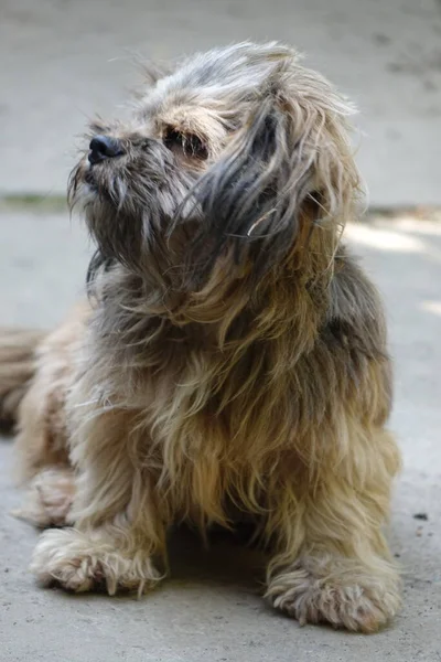 Karlı Yaşlı Köpek Yakın Plan — Stok fotoğraf