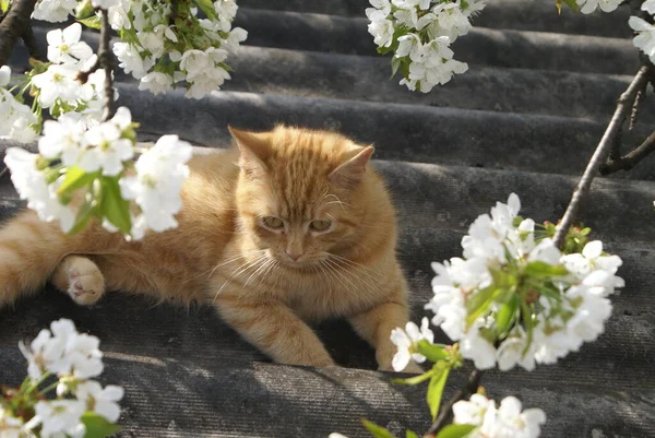 Nahaufnahme Der Niedlichen Rothaarigen Katze — Stockfoto