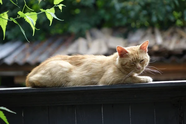 Närbild Söt Rödhårig Katt — Stockfoto