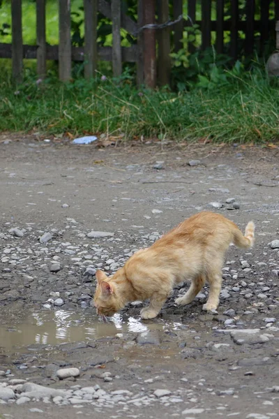 Nahaufnahme Der Niedlichen Rothaarigen Katze — Stockfoto