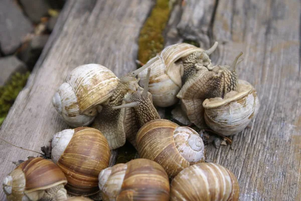 Colônia Caracóis — Fotografia de Stock