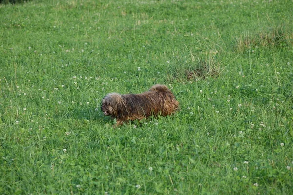 Hund Gräset — Stockfoto