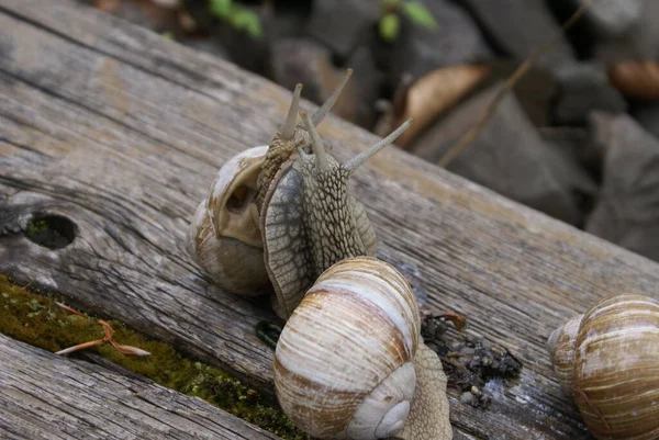 Die Kolonie Der Schnecken — Stockfoto