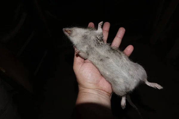 Tote Ratte Nahaufnahme — Stockfoto