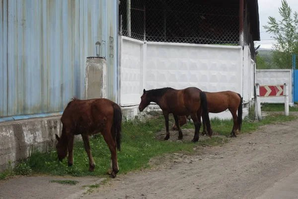 Karpaterna Hästar Utomhus — Stockfoto