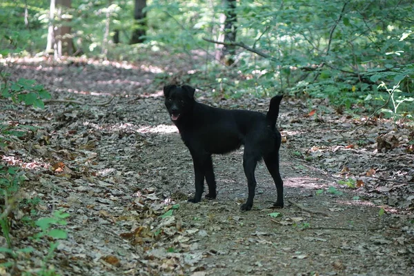 Perro Blanco Negro Paseando Por Bosque — Foto de Stock