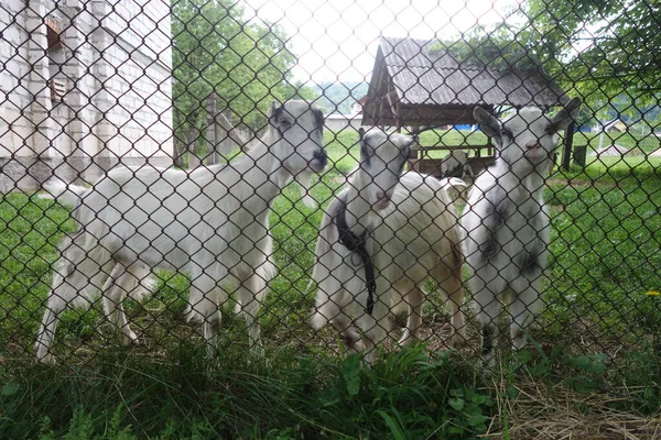 Chèvre Domestique Capra Aegagrus Hircus Animal Ferme Transcarpathie — Photo