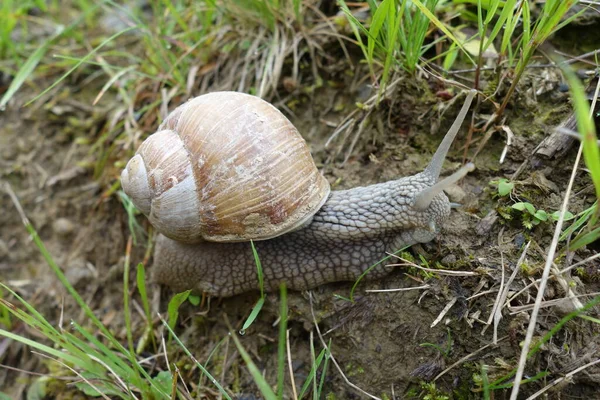 Bahçedeki Salyangoz Çimlerin Üzerinde — Stok fotoğraf