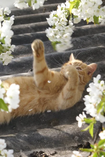 Close View Cute Red Heads Cat — Stok Foto