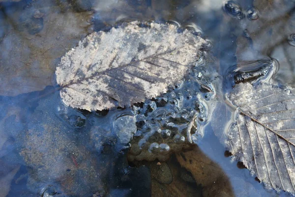 Vejce Žába Bažina Jaro — Stock fotografie