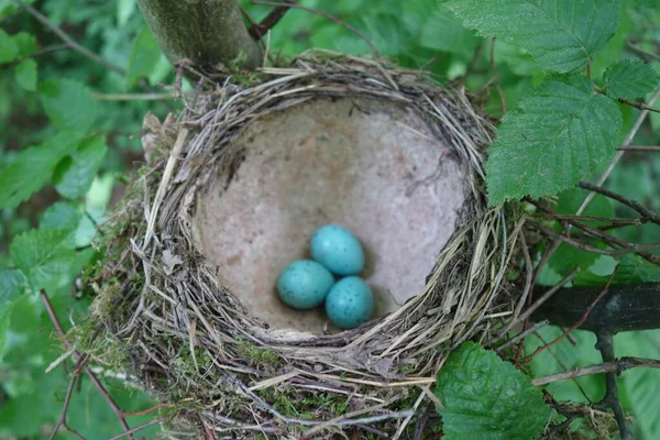 Bird Nest Transcarpathia — Stock Photo, Image