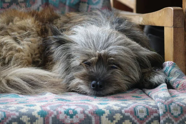 Ładny Pies Leżący Łóżku — Zdjęcie stockowe