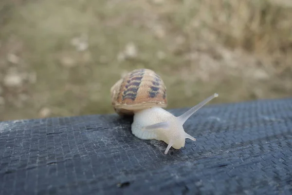 Little Snail Snail Farm Transcarpathia — Stock Photo, Image
