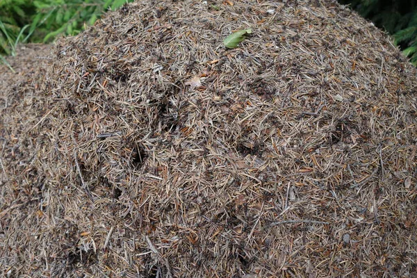 Anthill Kolonie Venkovní Zblízka Pohled — Stock fotografie