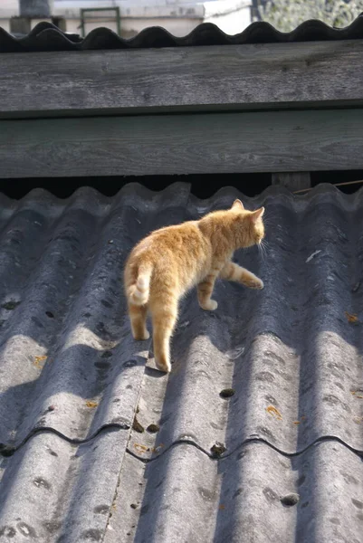 可爱红头发猫的特写 — 图库照片